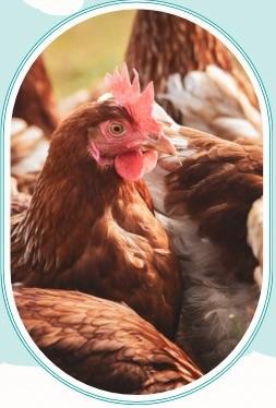 Huhn
